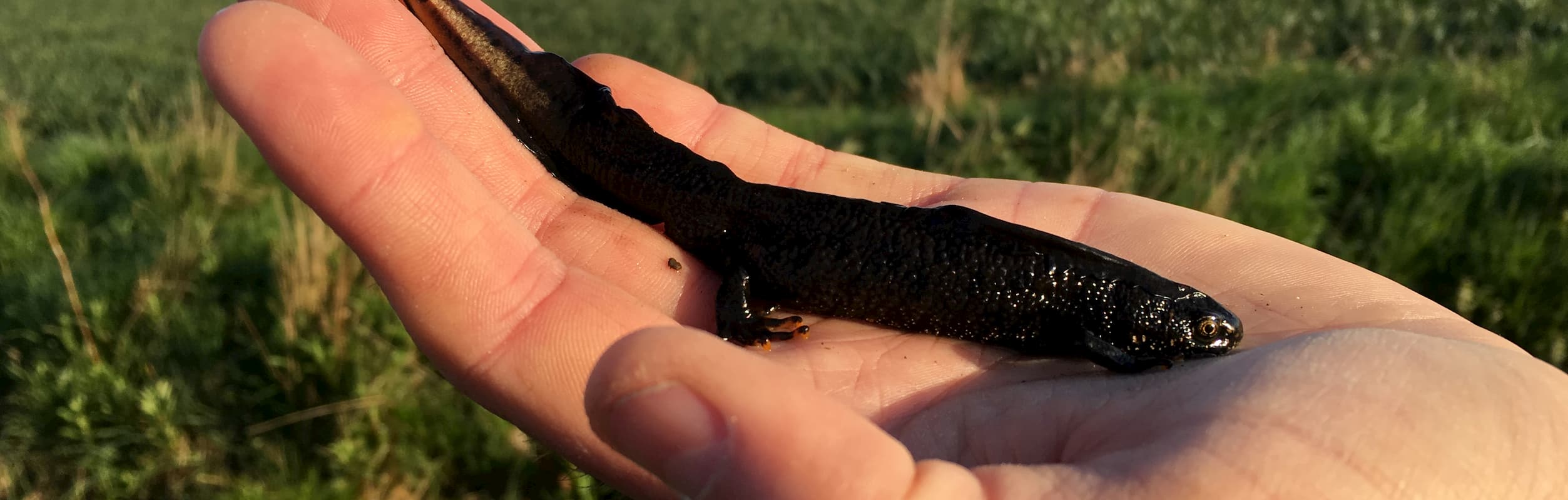 Great Crested Newt in Norfolk